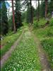 Flower-lined forest path at the God Flin above S-chanf